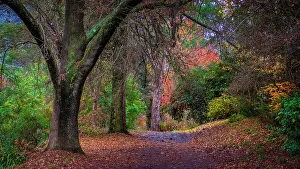 Along the banks of the Ovens river in the township of Bright during Autumn, North Central Victoria, Australia