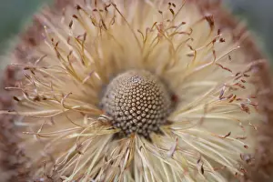 Banksia