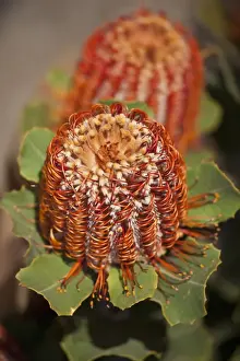Detail of a Banksia flower