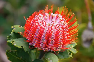 : Banksia flower, Western Australia, Australia