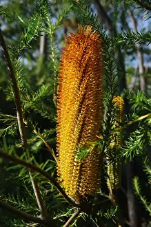 Banksia in Royal National Park, New South Wales, Australia