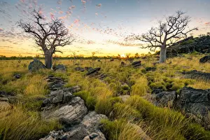 Baobab trees at Oscar Range