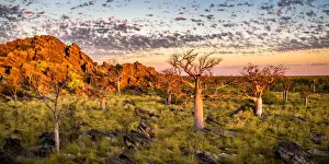 Baobab trees at Oscar Range