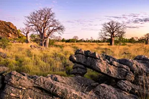 Fitzroy Crossing Prints: Baobab trees at Oscar Range