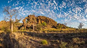 Baobab trees at Oscar Range