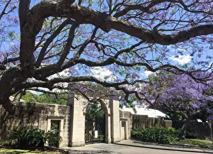 Bare tree trunks and Jacanda trees in flower outside a sandstone wall and Victorian entrance gateway