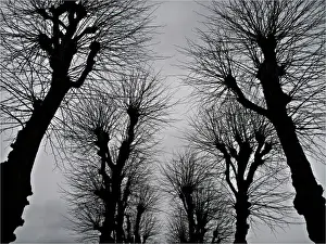 Norway Prints: Bare trees during the winter, Bergen, Norway