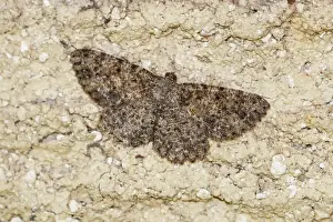 Prints of A brown Bark moth camoflaged against a brick wall Louise Docker Photography Prints: A Bark moth camoflaged on a brick wall