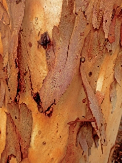 Bark peeling away from the trunk