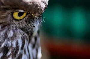 Owl Collection: Barking Owl