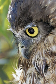 Owl Collection: Barking Owl - Ninox connivens Strigidae