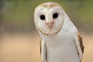 Owl Collection: Barn Owl