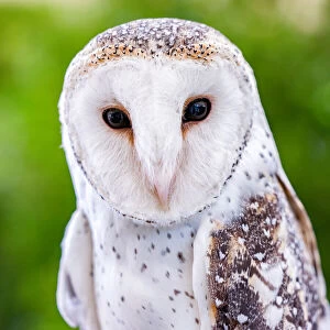 Birds Collection: Barn Owl - Australia