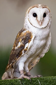 Images Dated 4th February 2021: Barn Owl - Australia