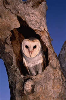Images Dated 31st August 2005: BARN OWL (TYTO ALBA) IN TREE NEST, WESTERN AUSTRALIA