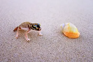 Beach Gecko and Shell Australia