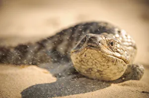 <b class=qtipBold><figcaption>Beach Skink</figcaption></b><br>Blue tongued skink lizard in Perth Australia<br><em>© John Crux</em> Beach Skink