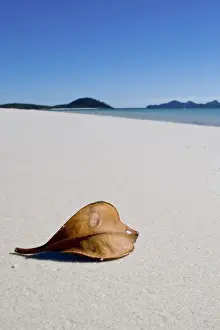 Leaf
