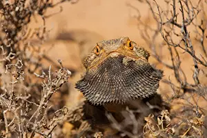 Bearded Dragon
