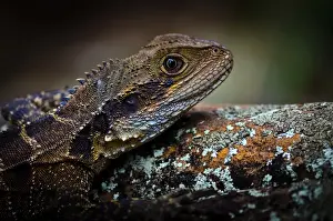 Bearded Dragon