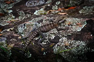 Bearded Dragon