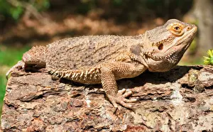 Beard Prints: Bearded Dragon
