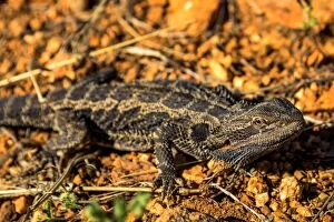 Images Dated 16th August 2016: Bearded Dragon