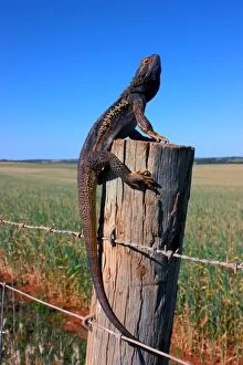 Images Dated 1st May 2016: Bearded dragon eyre peninsula australia