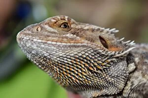 Images Dated 1st May 2016: Bearded dragon face. Reptile closeup portrait