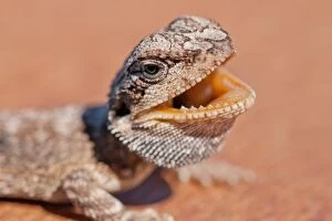 Lizards Collection: Bearded dragon lizard