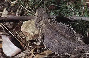 Ground Prints: Bearded lizard