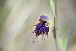 Beautiful Australian Wildflowers Collection: Bearded Orchid