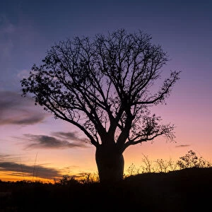 Ann Clarke Collection: A beautiful Boab tree silhouetted at sunset in outback Western Australia