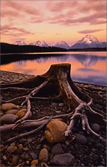 A beautiful coloured dawn casts its glow over Jackson lake in the Grand Tetons, Wyoming
