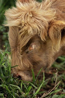 Animal Puzzles Collection: Beautiful Highland Cows Grazing in a Lush Green Field