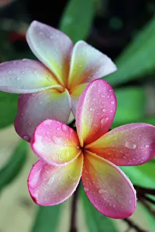 A beautiful image of a pink Frangipani