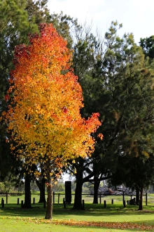 Orange Prints: A beautiful maple tree standing out amongst the others in the morning sunshine