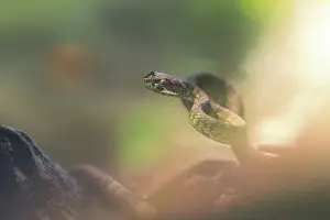 Venomous Prints: Beautiful pitviper portrait (Trimeresurus venustus)