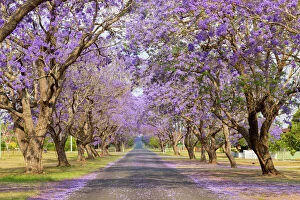 Images Dated 31st October 2019: Beautiful Purple jacaranda Tree lined street