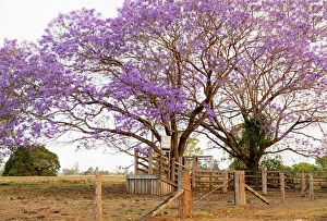 Images Dated 31st October 2019: Beautiful Purple jacaranda Trees around a cattle pen