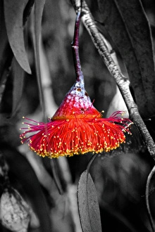 Beautiful Red Gumnut Flower Against a Monochrome Background Beautiful Red Gumnut Flower Against a Monochrome Background