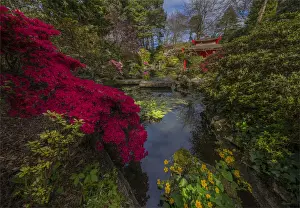 English Landscape And Panorama Views By Southern Lightscapes Prints: Beautiful spring blooms at the Compton Gardens, Dorset, England, United Kingdom
