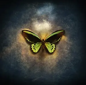 Colin Anderson Prints: beauty, freedom, entomology, simplicity, fragility