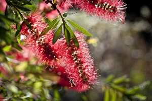 Flowers Collection: Bee on a bottlebrush flower