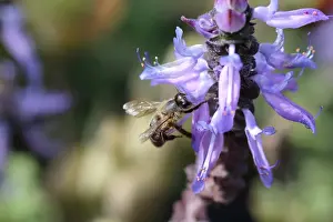 Bee on Dogbane Plectranthus caninus or known as Colues canina or dogbane blooming flowers