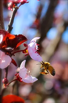 bee on a spring morning collecting pollen from a flowering tree
