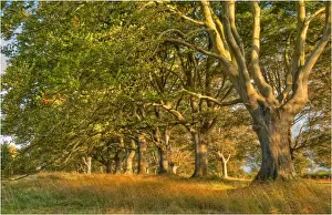 Beech trees in mist, Dorset, England