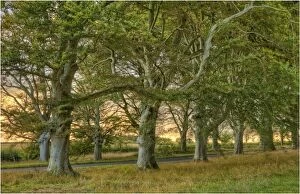 Images Dated 2nd October 2012: Beech trees in mist, Dorset, England