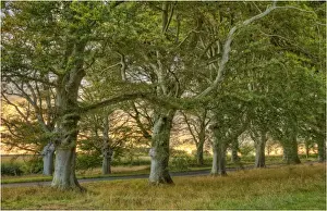 Beech Tree Prints: Beech trees in mist, Dorset, England