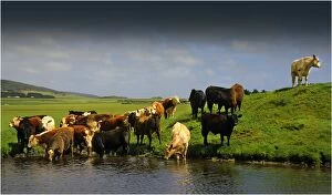Images Dated 5th January 2013: Beef cattle drinking from a dam on a lush grassland property, Darling Ranges